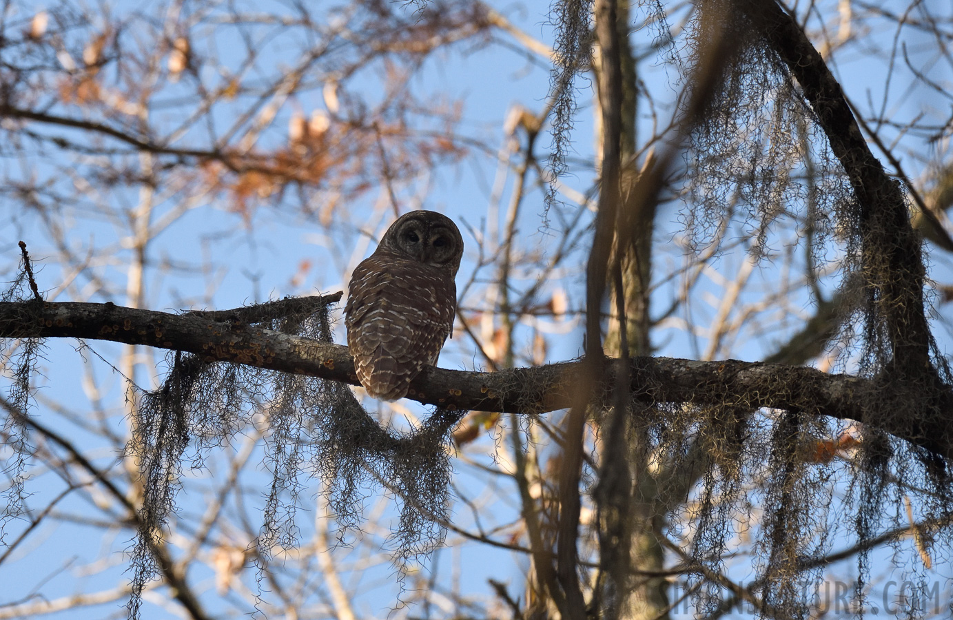 Strix varia varia [400 mm, 1/1600 Sek. bei f / 7.1, ISO 1250]